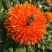 红花种子90%以上
