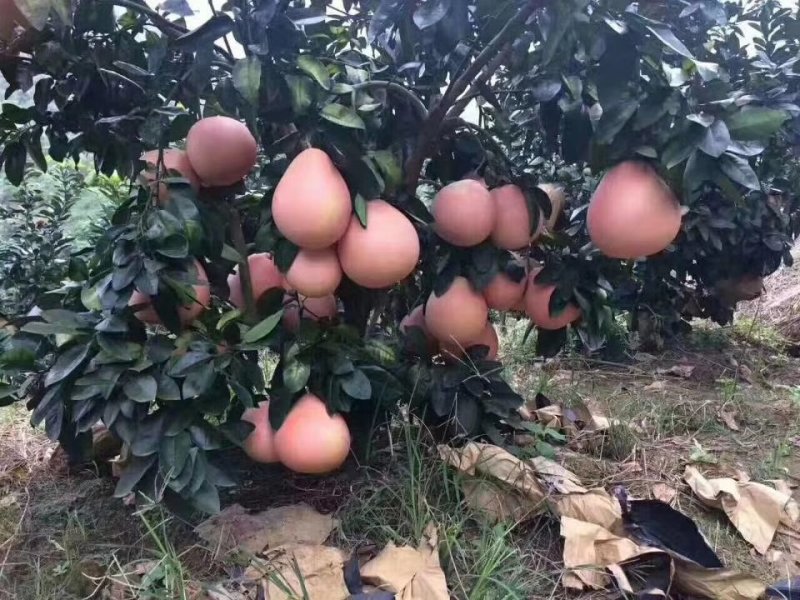 密桔特早大芬，大甫，国庆