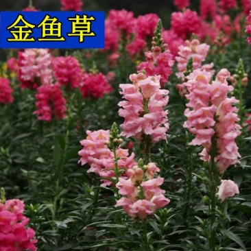 金鱼草种子春秋易种多年生耐寒花卉种籽庭院公园绿化花海种植