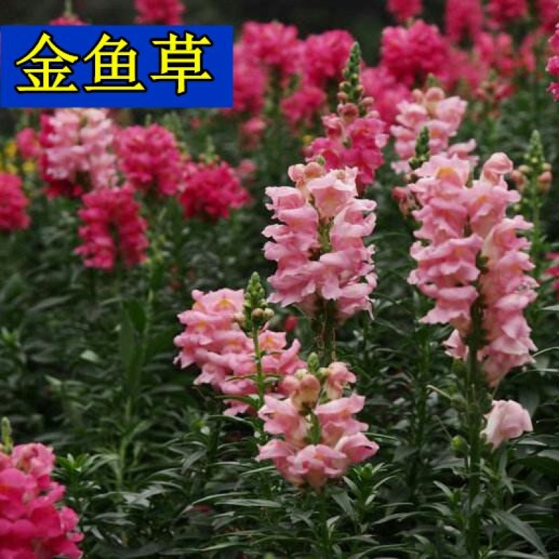 金鱼草种子春秋易种多年生耐寒花卉种籽庭院公园绿化花海种植