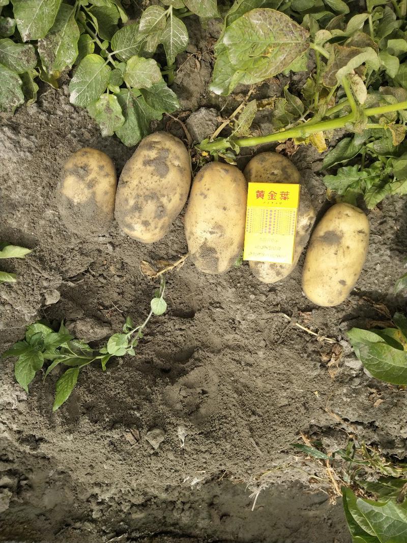 【精品】新疆土豆，荷兰十五土豆，可代办，可发成品