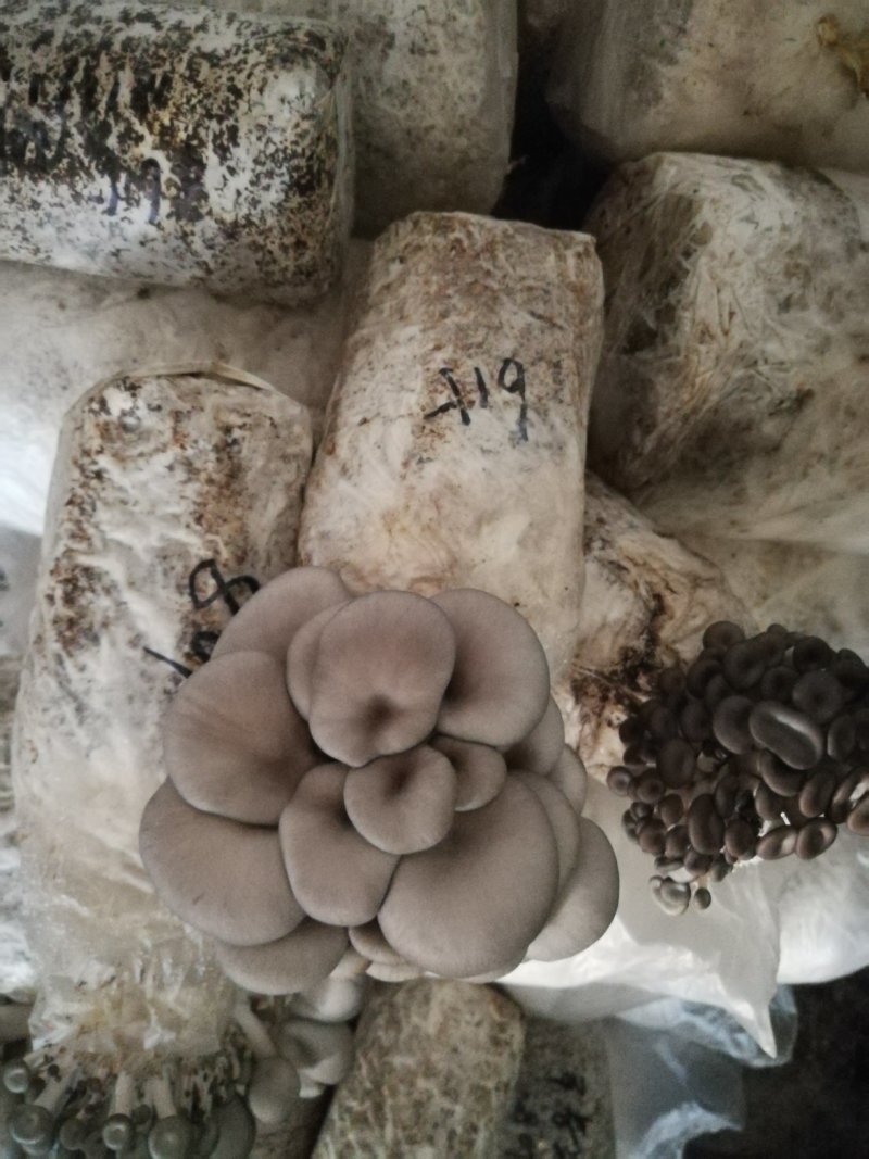 各种平菇菌种（有各种不同颜色和温型的侧耳属品种）