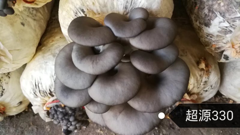 各种平菇菌种（有各种不同颜色和温型的侧耳属品种）