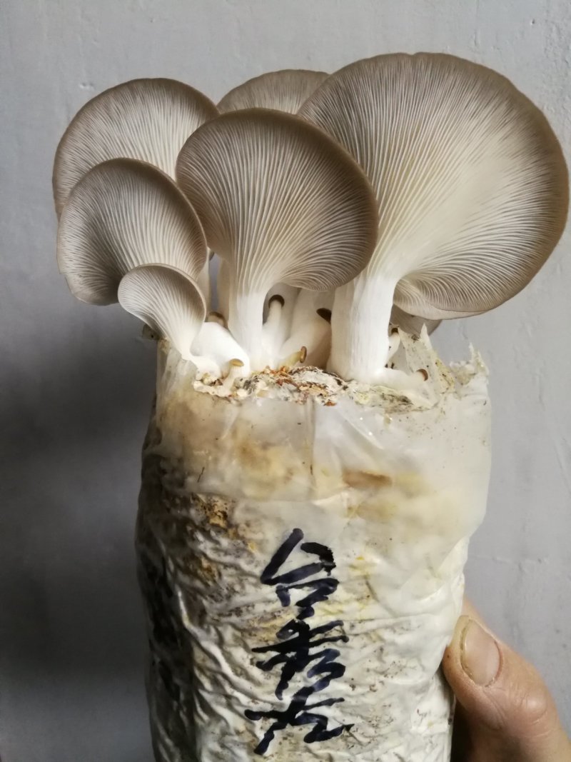 各种平菇菌种（有各种不同颜色和温型的侧耳属品种）