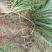 广东本土新鲜野生石菖蒲
