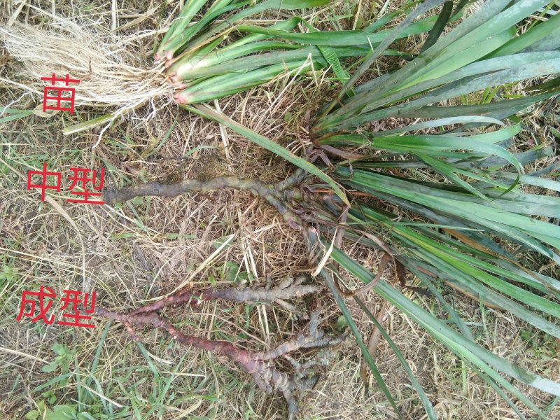 广东本土新鲜野生石菖蒲