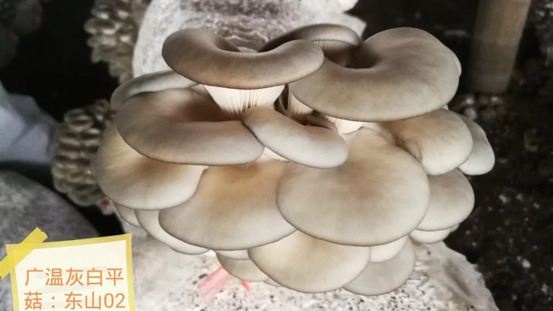 平菇秀珍菇榆黄蘑红平菇灵芝鸡腿菇等家庭休闲小菌棒