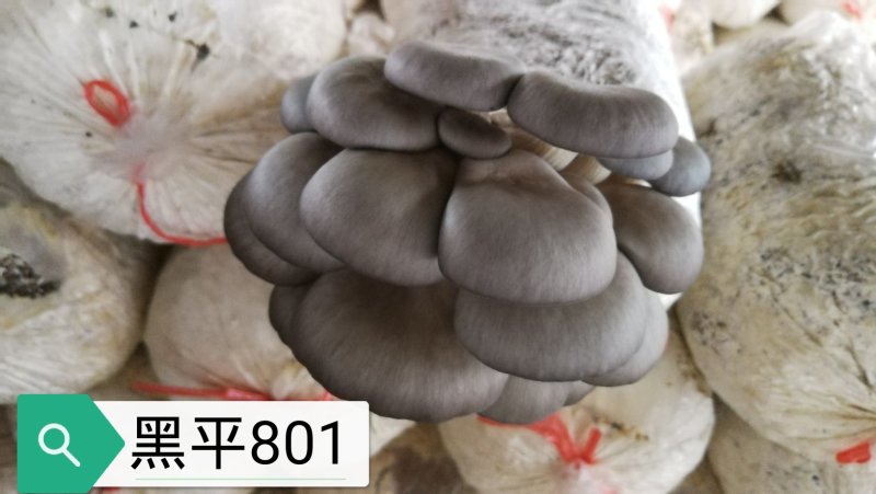平菇秀珍菇榆黄蘑红平菇灵芝鸡腿菇等家庭休闲小菌棒