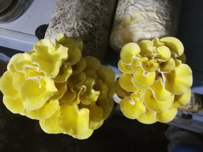 平菇秀珍菇榆黄蘑红平菇灵芝鸡腿菇等家庭休闲小菌棒