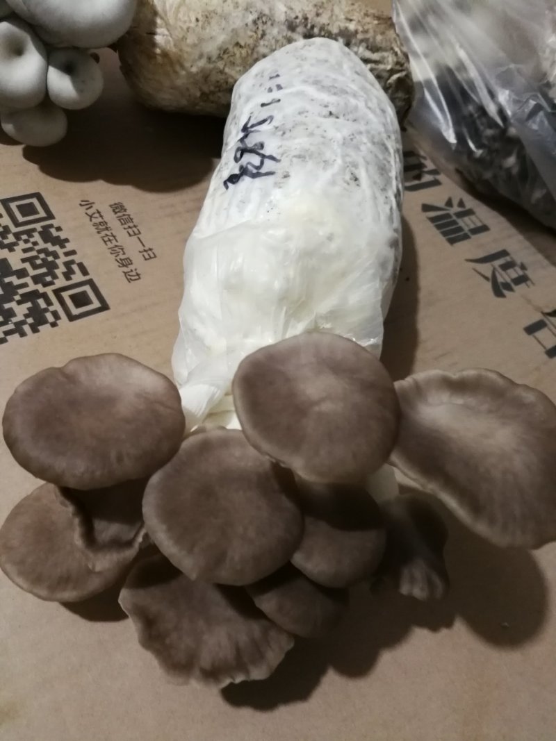 平菇秀珍菇榆黄蘑红平菇灵芝鸡腿菇等家庭休闲小菌棒