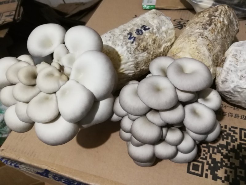 平菇秀珍菇榆黄蘑等菌种（各种温型和颜色栽培种欢迎订购）