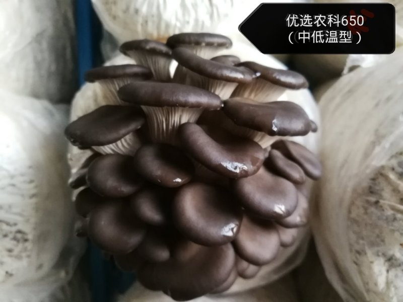 各种平菇菌种（有各种不同颜色和温型的侧耳属品种）