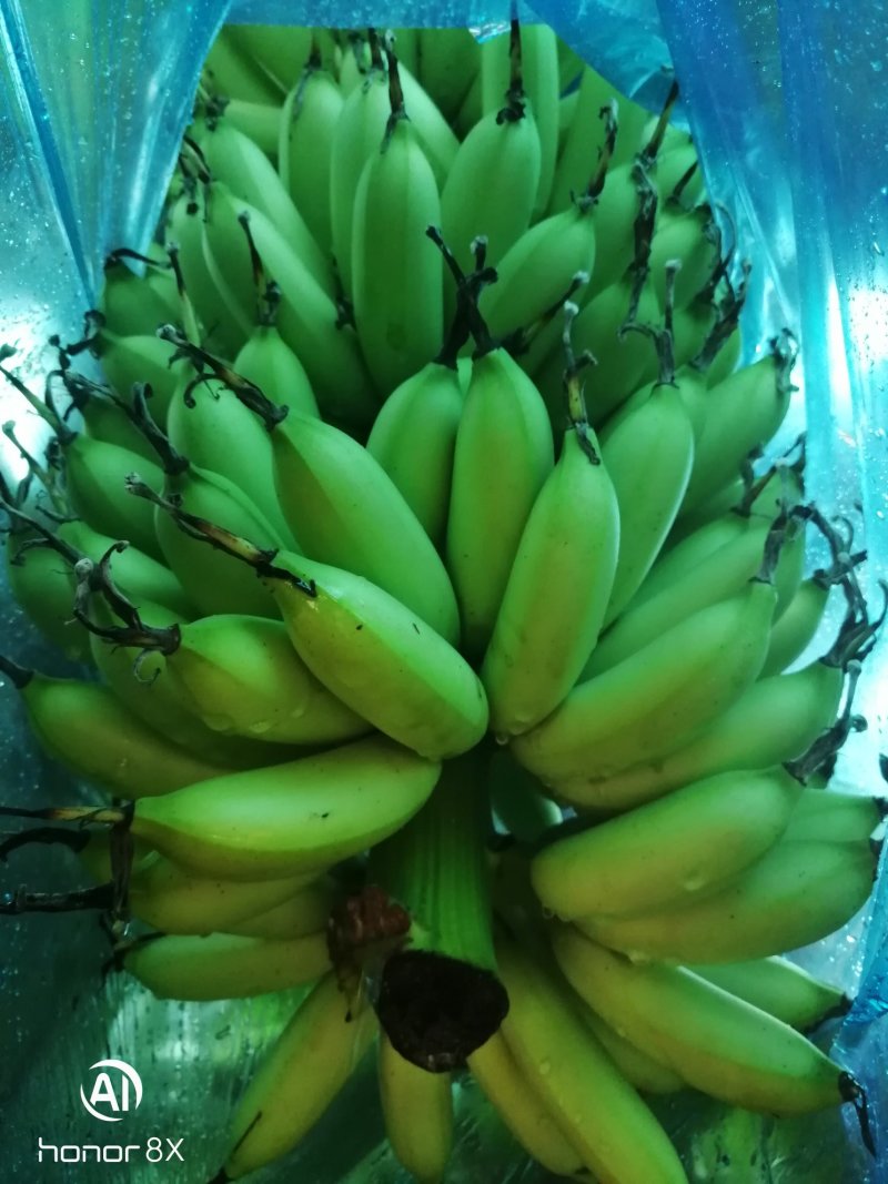 皇帝蕉