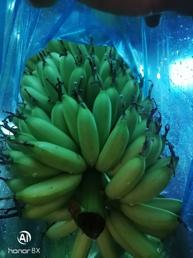 皇帝蕉