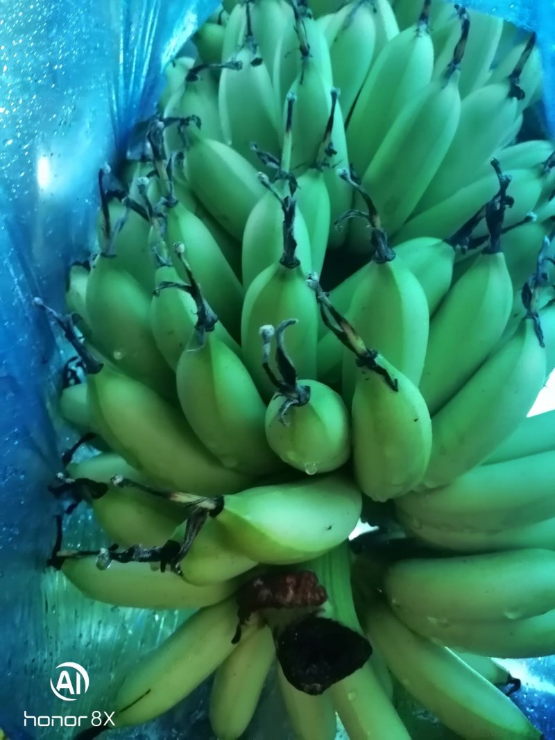 皇帝蕉