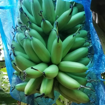 皇帝蕉