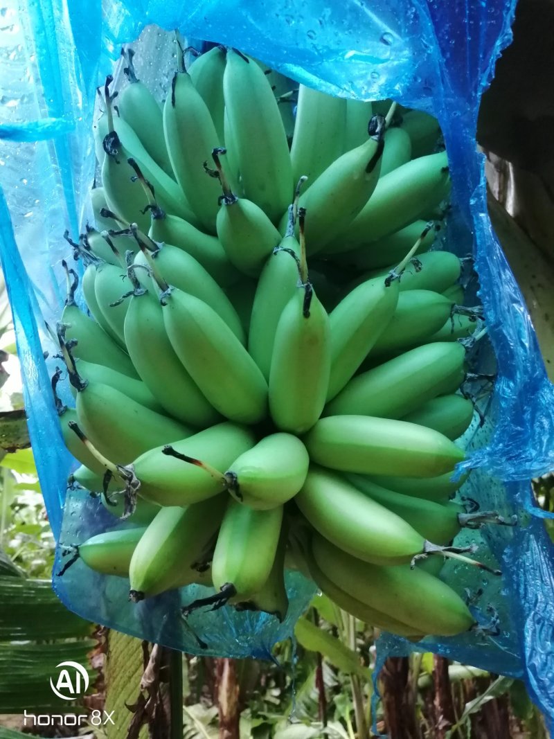 皇帝蕉