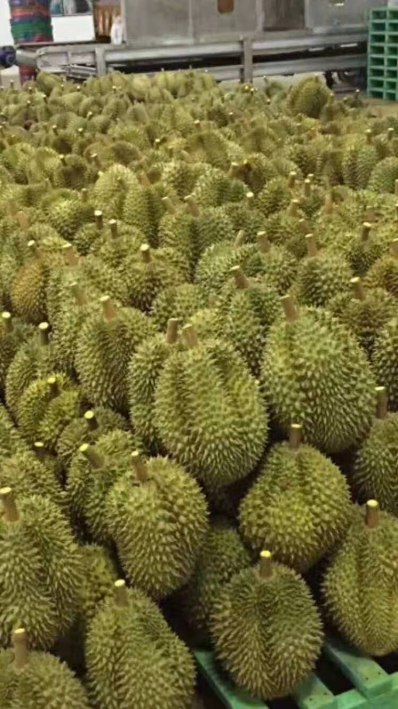 泰国金枕榴莲