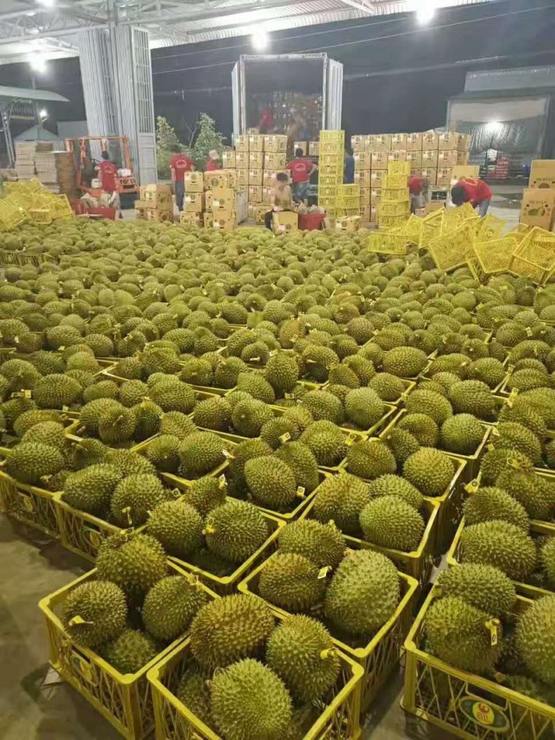泰国金枕榴莲