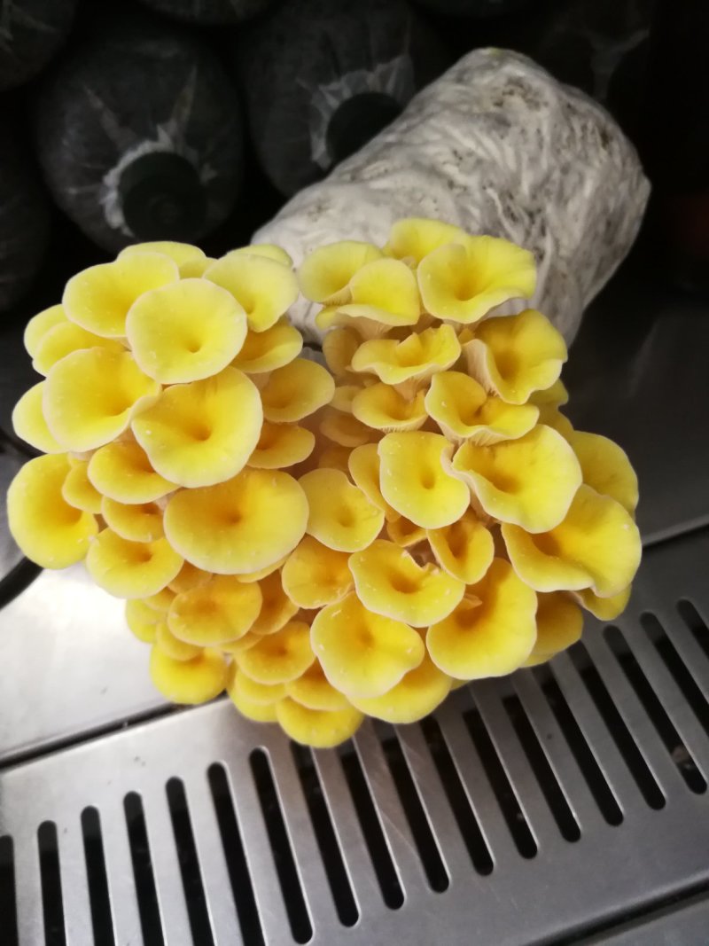 各种平菇菌种（有各种不同颜色和温型的侧耳属品种）