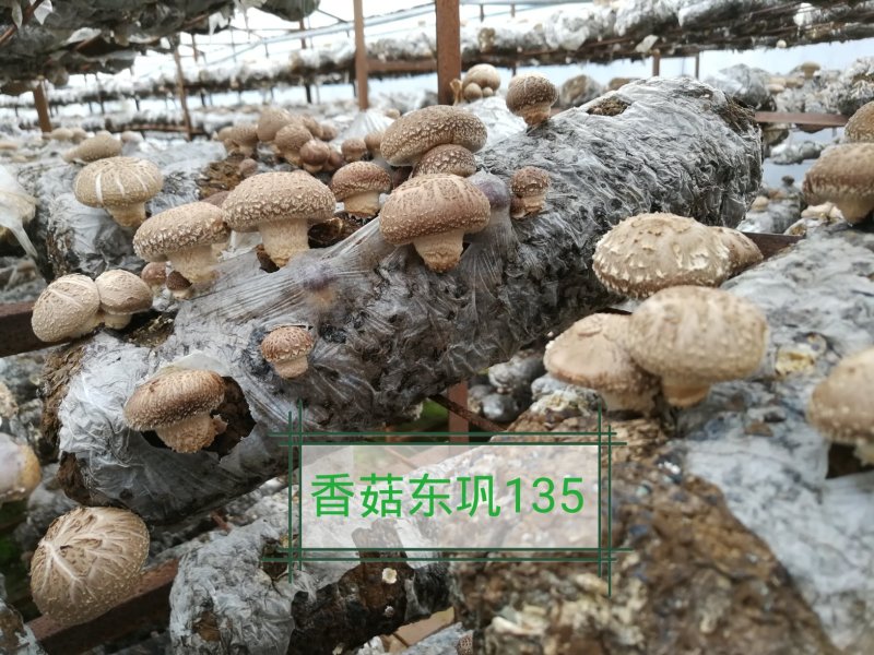 香菇菌种（代料或段木种植用各种香菇栽培用菌种）