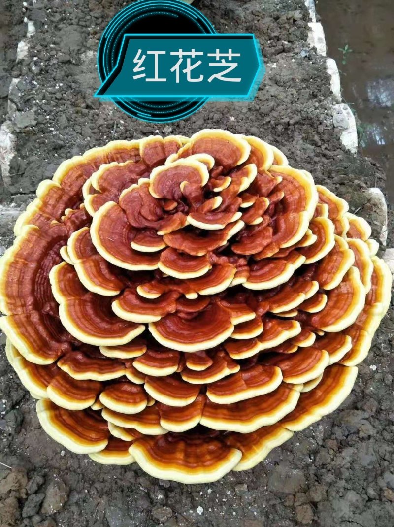 段木灵芝孢子粉500g或250g/袋（分装2克/包）