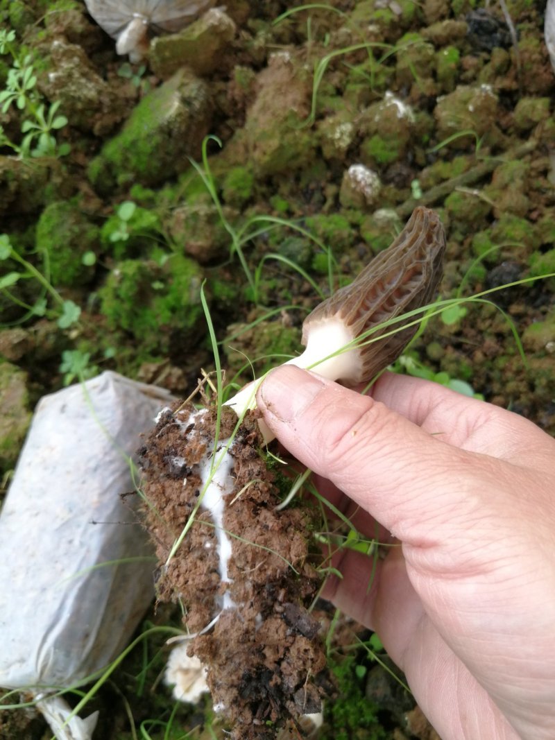 羊肚菌菌种（母种原种栽培种及技术培训）