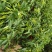 辣椒朝天椒小米椒特辣艳红小米椒一件5斤包邮