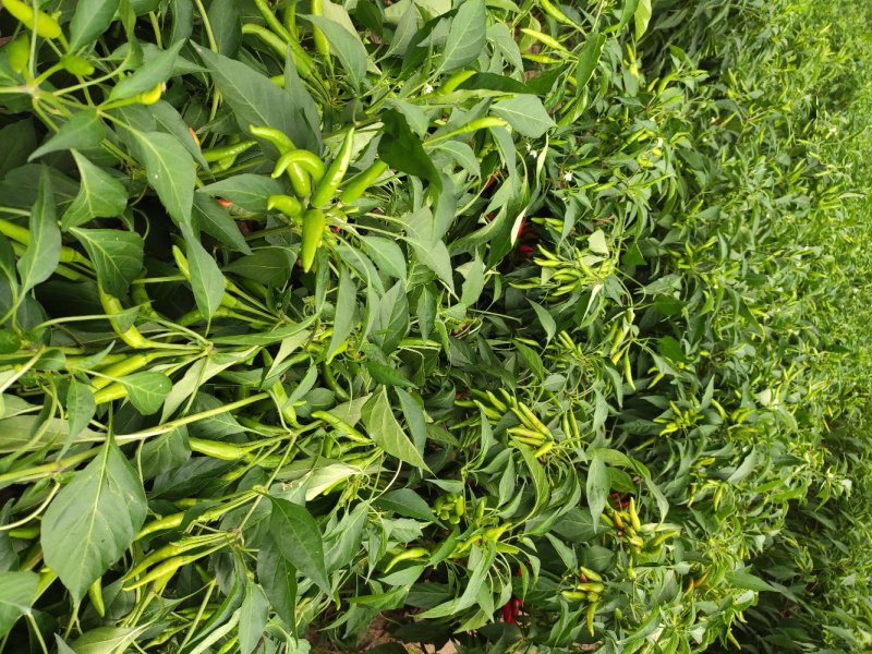 辣椒朝天椒小米椒特辣艳红小米椒一件5斤包邮