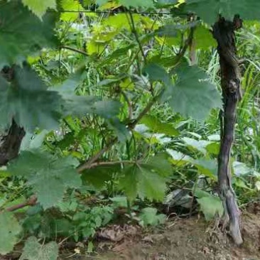 葡萄树有需要的老板联系我