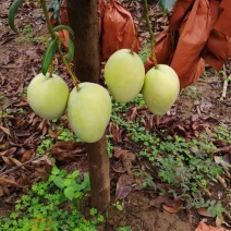 红像牙芒果，凯特芒果，大青芒，苹果芒