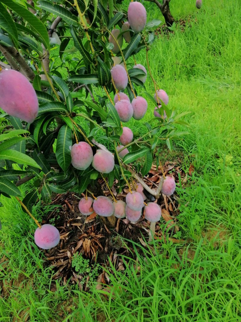 苹果芒