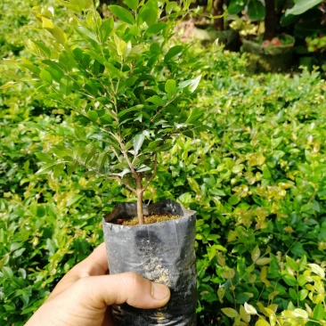 沙巴嘉宝果苗，沙巴杯苗