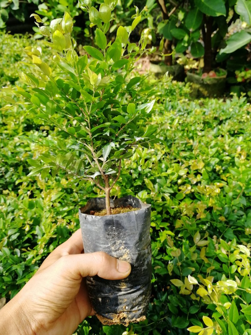 沙巴嘉宝果苗，沙巴杯苗