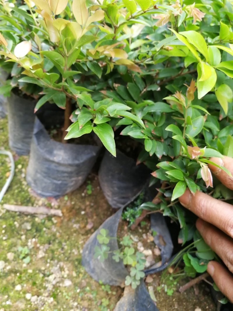 沙巴嘉宝果苗，沙巴杯苗