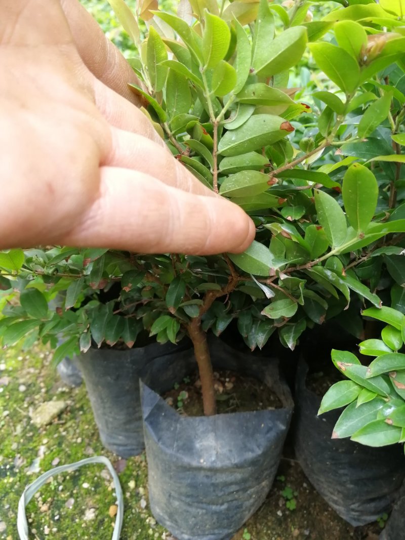 沙巴嘉宝果苗，沙巴杯苗