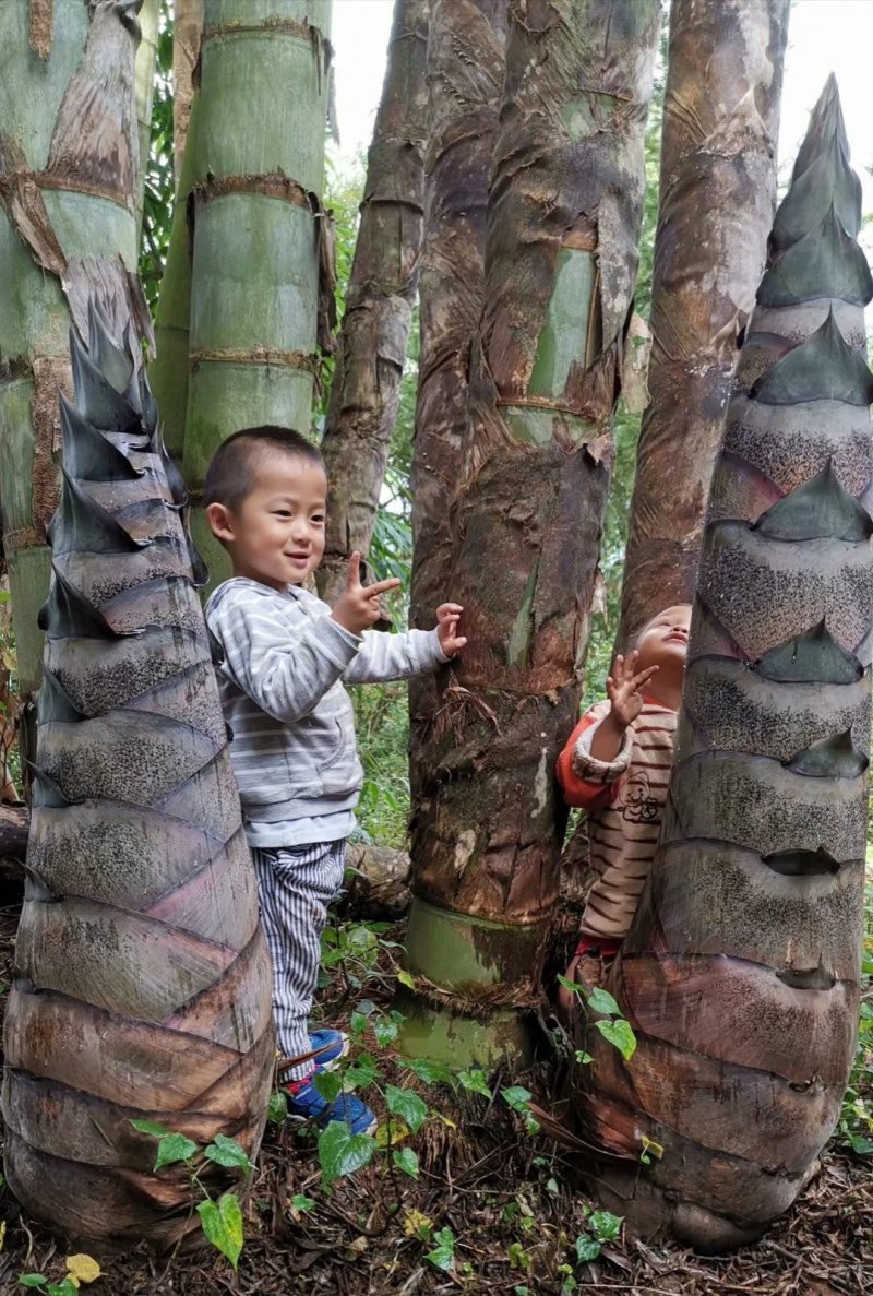 竹苗巨龙竹竹苗巨龙竹工艺苗绿化竹子庭院种植