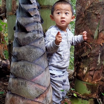 竹苗巨龙竹竹苗巨龙竹工艺苗绿化竹子庭院种植