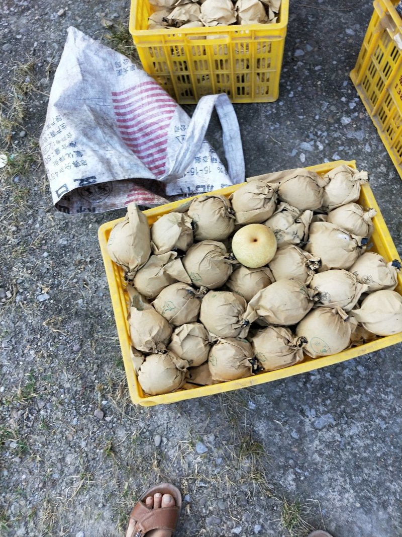 桂花梨正在上市中，欢迎老板订购