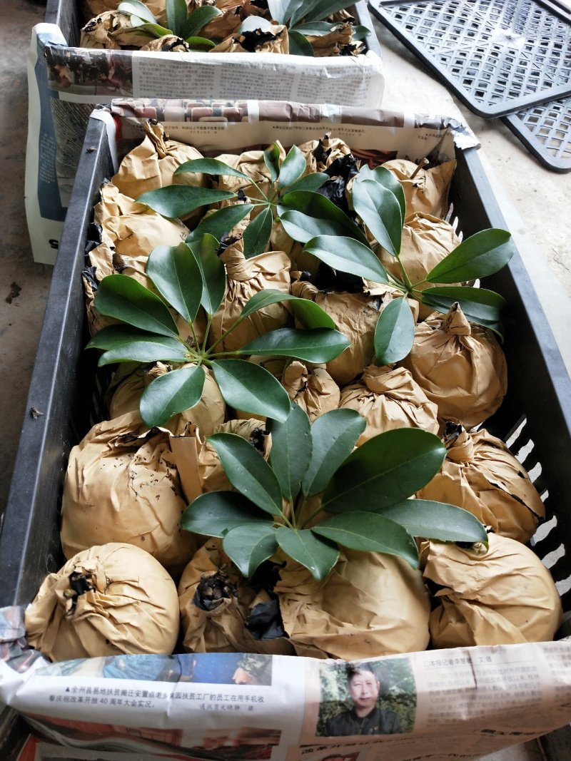桂花梨正在上市中，欢迎老板订购
