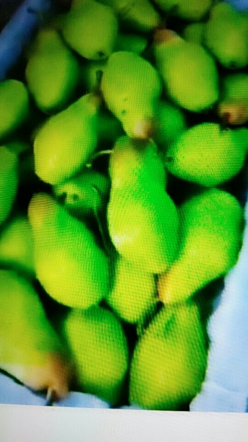 茄梨