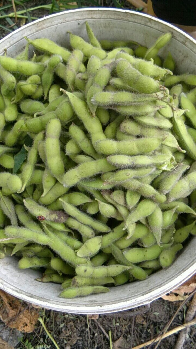 毛豆，25―30克