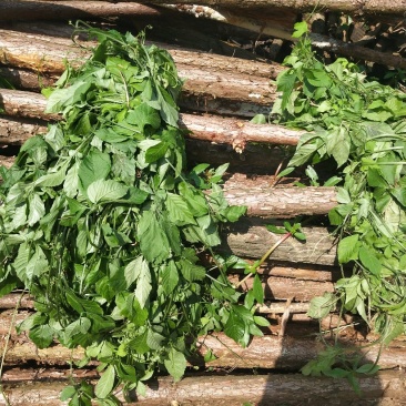 野生绞股蓝干货切碎，成条干货