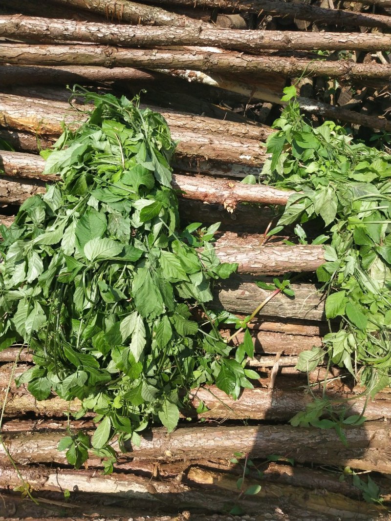 野生绞股蓝干货切碎，成条干货