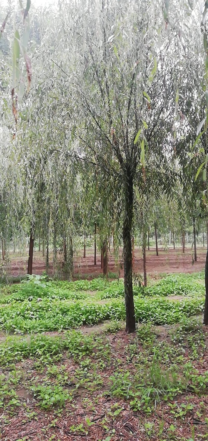 青丝垂柳，金丝垂柳，8—30公分量大