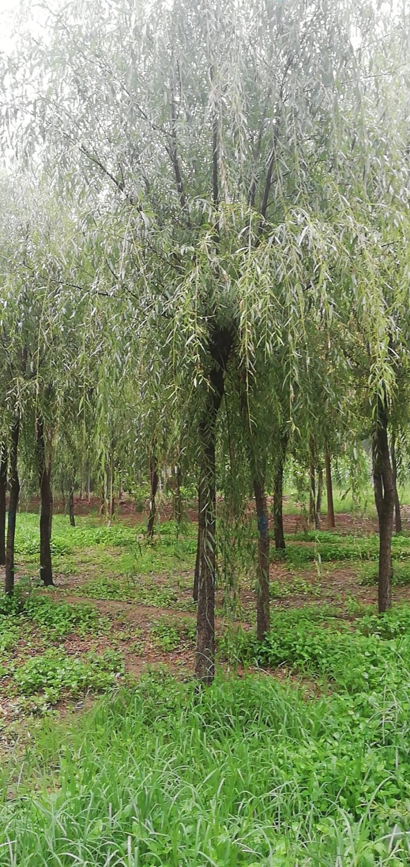 青丝垂柳，金丝垂柳，8—30公分量大