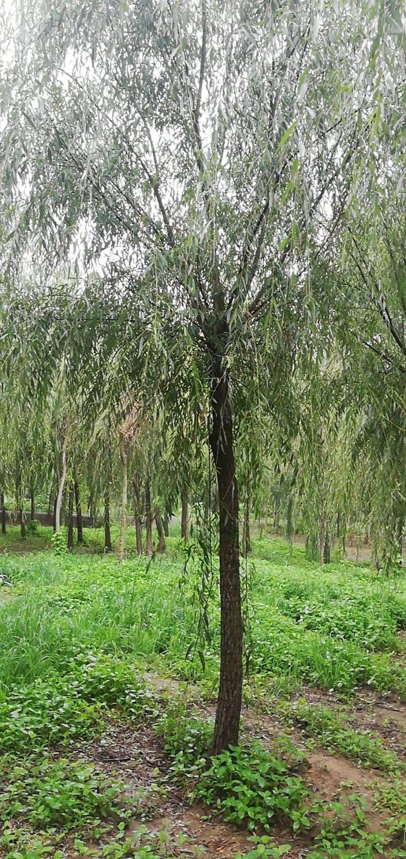 青丝垂柳，金丝垂柳，8—30公分量大