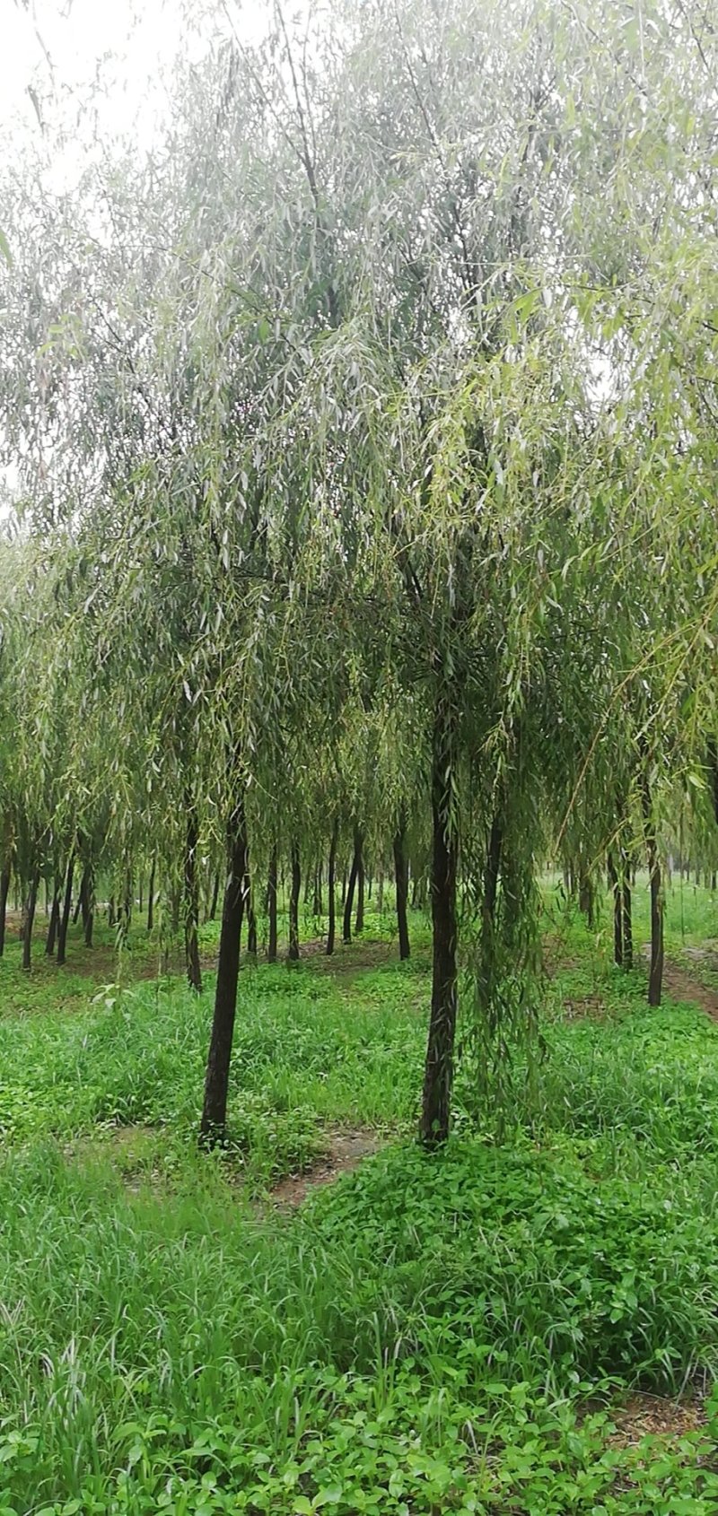 青丝垂柳，金丝垂柳，8—30公分量大