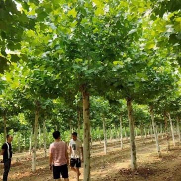速生法桐，造型法桐，8—30公分量大