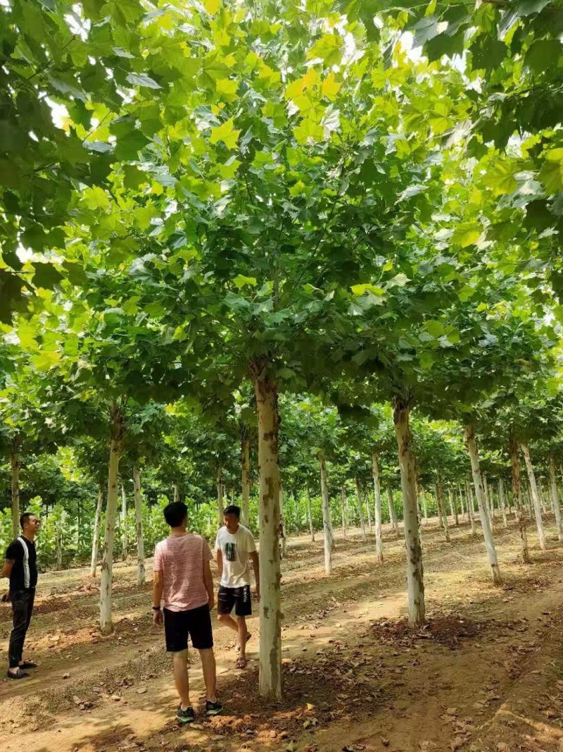 速生法桐，造型法桐，8—30公分量大